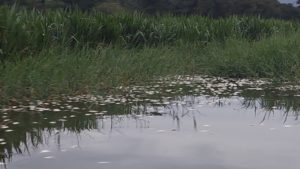 Mortandad de peces en Calovébora, moradores están preocupados.