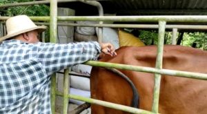 Fincas ganaderas en Veraguas siguen siendo afectadas por casos de rabia paralítica bovina.