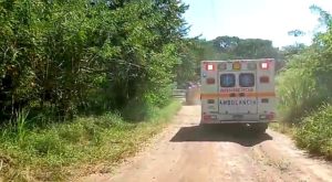 Hombre mueres tras un ataque de abejas africanas en Quebro de Mariato.