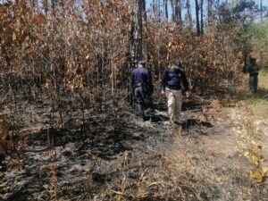 MP realiza inspección en la reserva forestal La Yeguada.